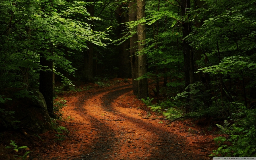 beautiful_forest_path_2-wallpaper-1280x800.jpg
